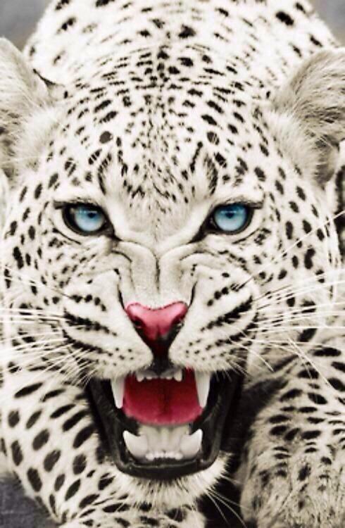 OraYReflexiona's tweet photo. Sólo una cosa vuelve un sueño imposible: el miedo a fracasar 😍 http://t.co/qF7jciXPNq