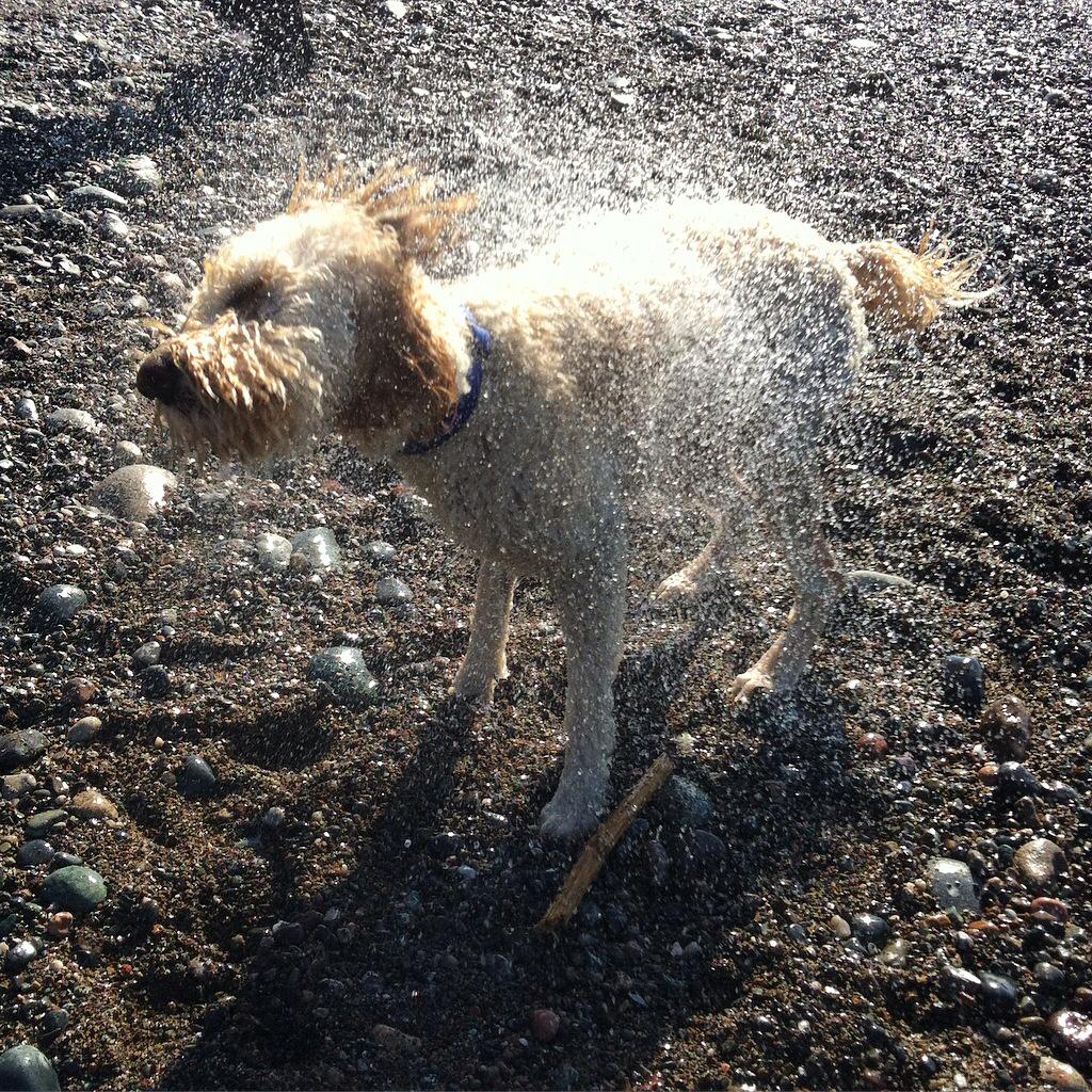 Shake it off! #FunForFinnDay