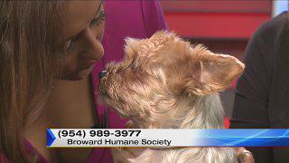 ADOPT A PET -- Meet Sir Winston! local10.com/news/adopt-a-p… http://t.co/xo8rdeXZ5F