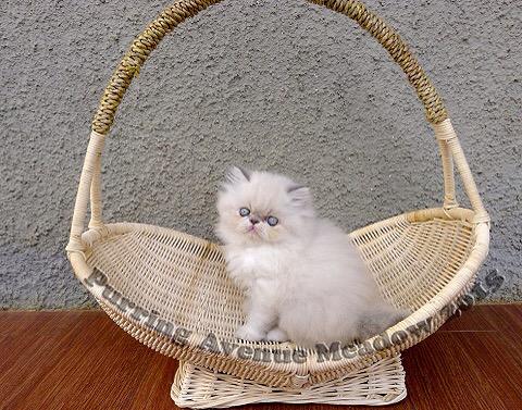 Purring Avenue On Twitter Kucing Persia Pekenose Longhair