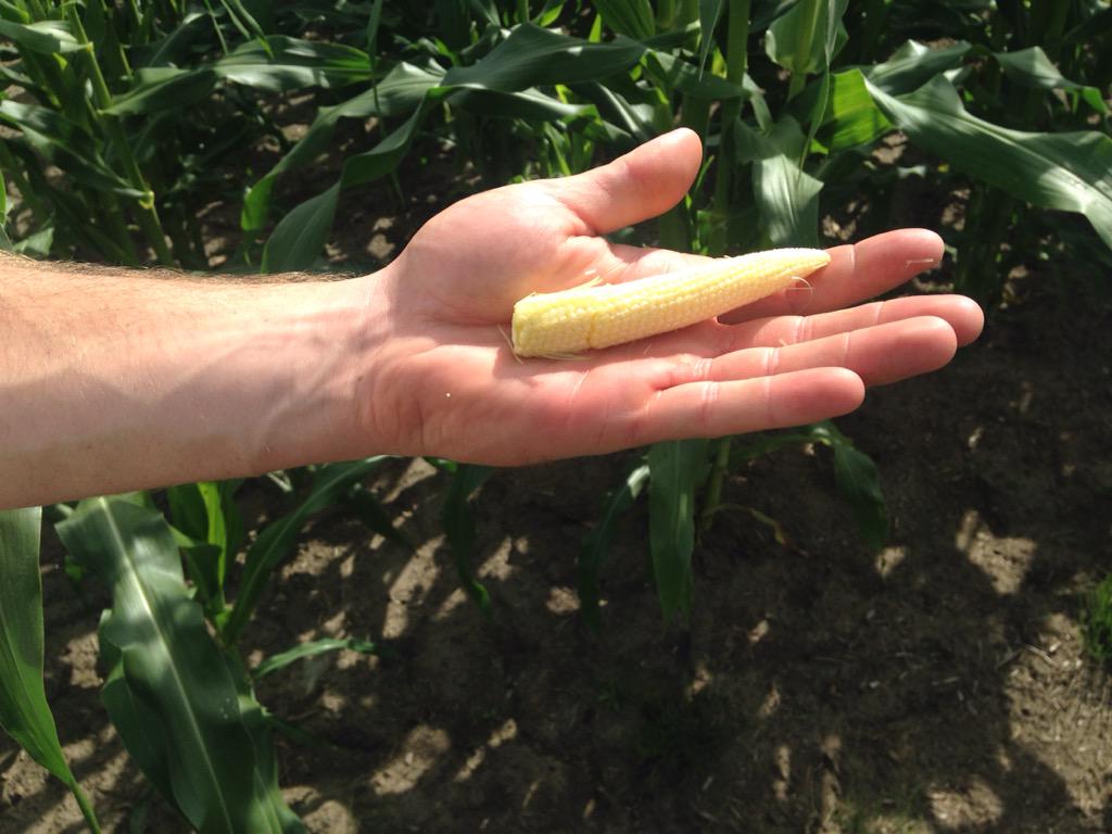 WannaMakeItFarm's tweet photo. Sweet corn moving right along #scoutingsnacks http://t.co/I9vvTSiufk