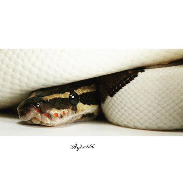 reptiles's tweet photo. #Reptiles: RT @aytac666: #snake #snakes #snakesofinstagram #snakemorph #reptile #reptiles #reptil #reptilesofinstag… http://t.co/ziZKGR212U