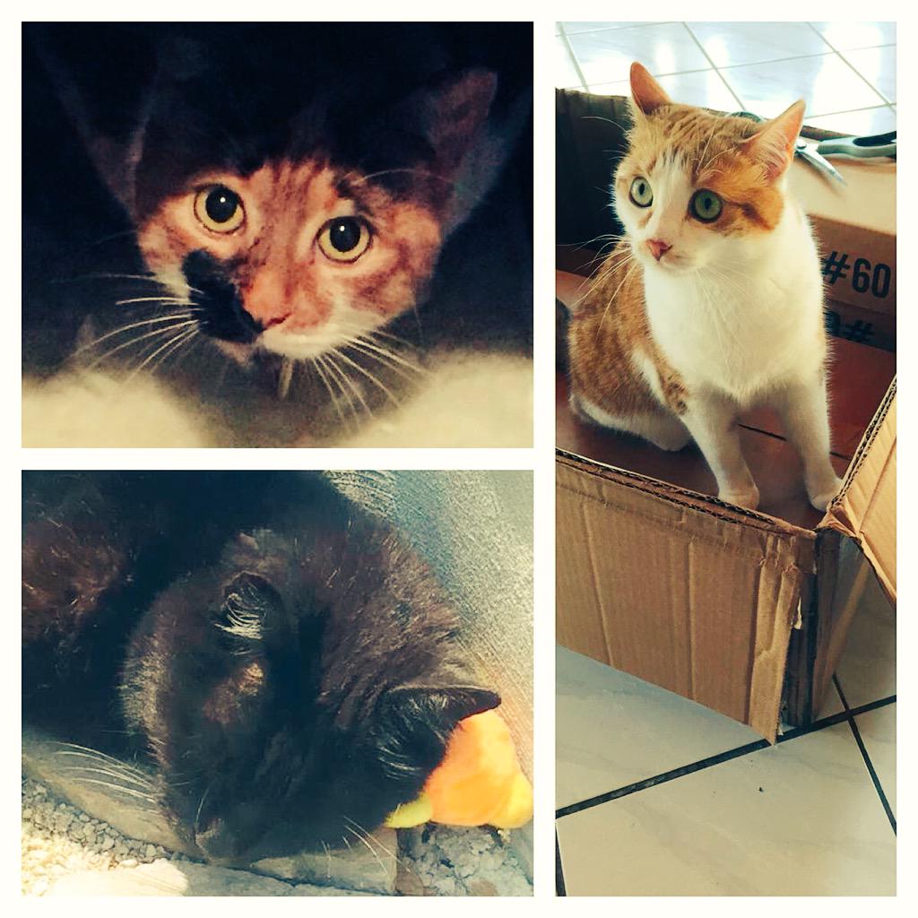 Happy #InternationalCatDay everyone! Especially to our favourite cuties Tommy, Amber &amp; Riggs! :)