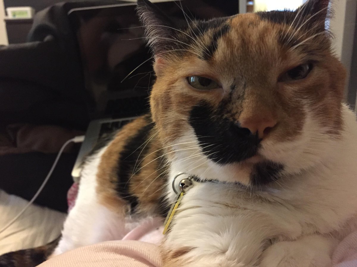 "Amber" is getting tired of having to work for a living. #hardkocklife #calico