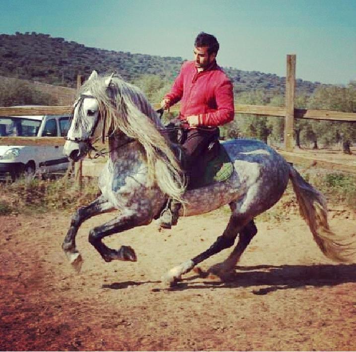 peli_com's tweet photo. Q recuerdos hijo de indiano el leon @esmiaficion @alavaqueradoma @toroycaballo @galgostorosycab http://t.co/QdjyX9U6MQ
