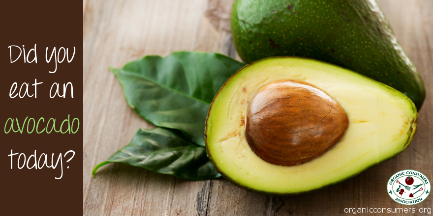 OrganicConsumer's tweet photo. Learn why you should eat avocados every day- if you aren't already!  http://t.co/D7h45xn3t8 http://t.co/avgFY8dGAU