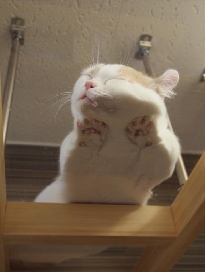 Quandmonchat's tweet photo. Hop ! Un chat qui roupille sur une table en verre pour fêter la #JourneeInternationaleDuChat http://t.co/AcPCny8JFl