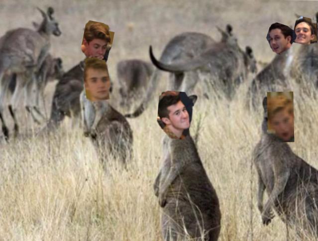 settledown1D_'s tweet image. Looks like the Super Duper Kangaroos are staying together! #WeChooseSDK