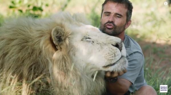 Protect_Wldlife's tweet photo. #SavingAslan: The #LionWhisperer Gets His White #Lion To The Dentist For Surgery!
http://t.co/vKl42KMAIs #SaveLions http://t.co/JMfX8wLxcO