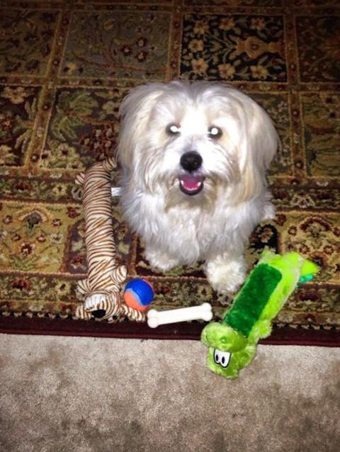 TeeBurnsie's tweet photo. To understand the squeaky toy, you must become the squeaky toy.  BE the squeaky toy!.........Ollie Beans, the dog http://t.co/NIIYQlqc0r