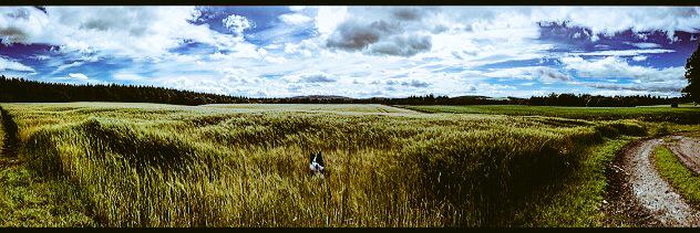 Indiana loved his run today! @PhotoLately @visitabdn @VisitScotland @HuffPostPhoto @BuzzFeedUK #ScotlandAtItsFinest