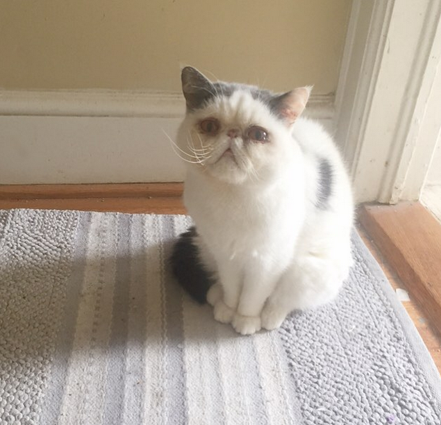 FortelsPizzaDen's tweet photo. The face that says ‘can we get Fortel’s for dinner? Pretty please?’ #PizzaCaturday http://t.co/0kPbqs4oKL