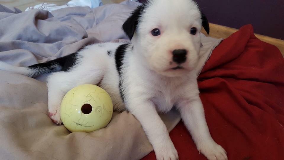 LeadandLoveRescue tweet media