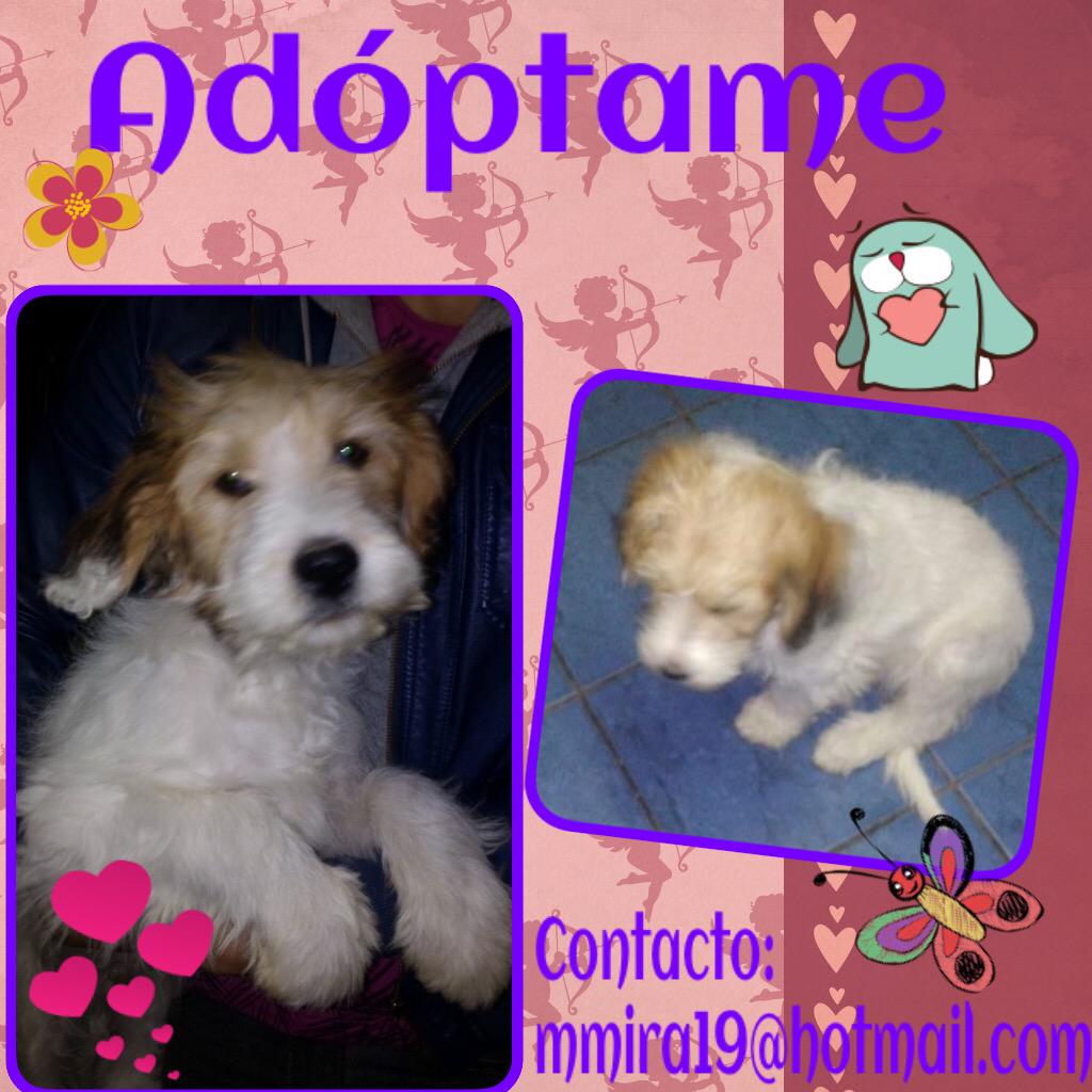 Adóptame 🇨🇱 Stgo RT @adoptenos <a href="/AdoptemosCL/">AdoptemosCL</a> <a href="/F_GarrasyPatas/">Garras y Patas</a> <a href="/Dra_House/">Marce García 🇨🇱 🐶💕😈</a> <a href="/Dra_House/">Marce García 🇨🇱 🐶💕😈</a> <a href="/mfigueroa_r/">Martín Figueroa</a> <a href="/espoir9/">Leonora Latorre 🇨🇱🇨🇱🇨🇱</a>  @_sitapam