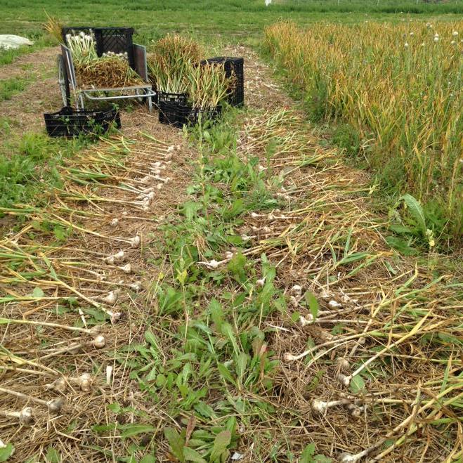 CloseToHomeFarm's tweet photo. Perfect day to harvest garlic. http://t.co/61UsIzicoh