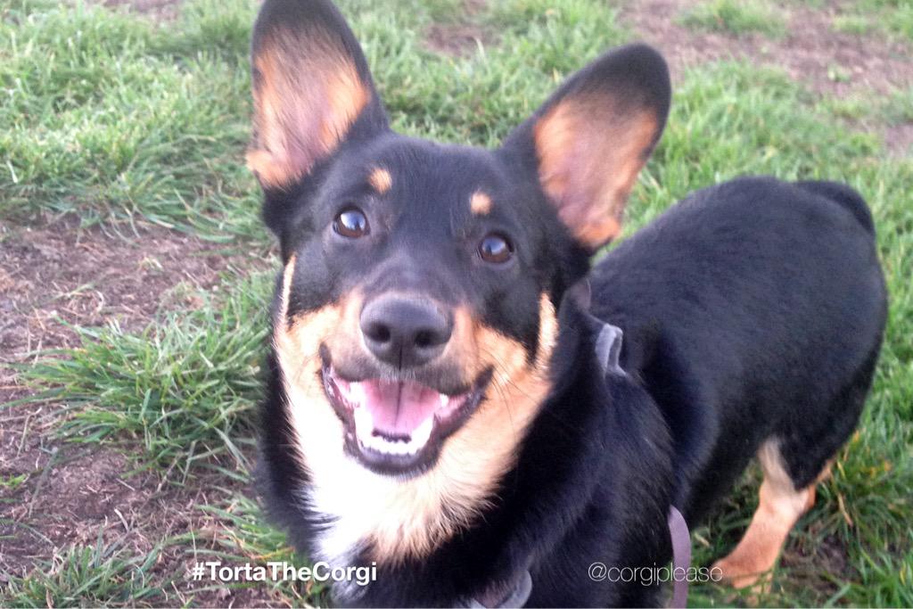 CorgiPlease's tweet image. It&apos;s a #HappySaturday! #😁 #smile #park #corgi #SaturdayNightOnline #smile_gang #parkrun #ウェルシュ#コーギー #ウェルシュコーギー #farts