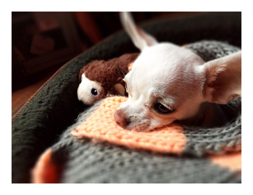 dog day care didsbury