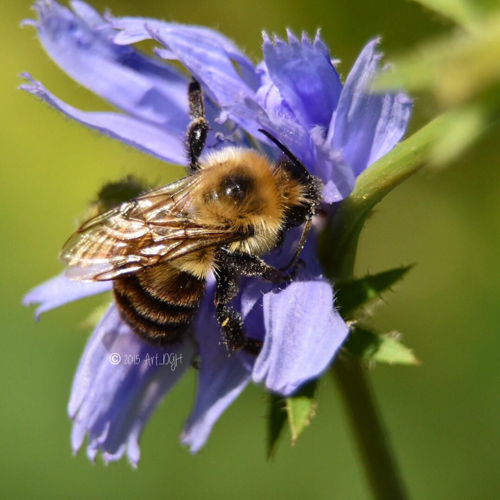 art_dgh's tweet image. #nature #photoshoot #photography #photooftheday #macrophotography