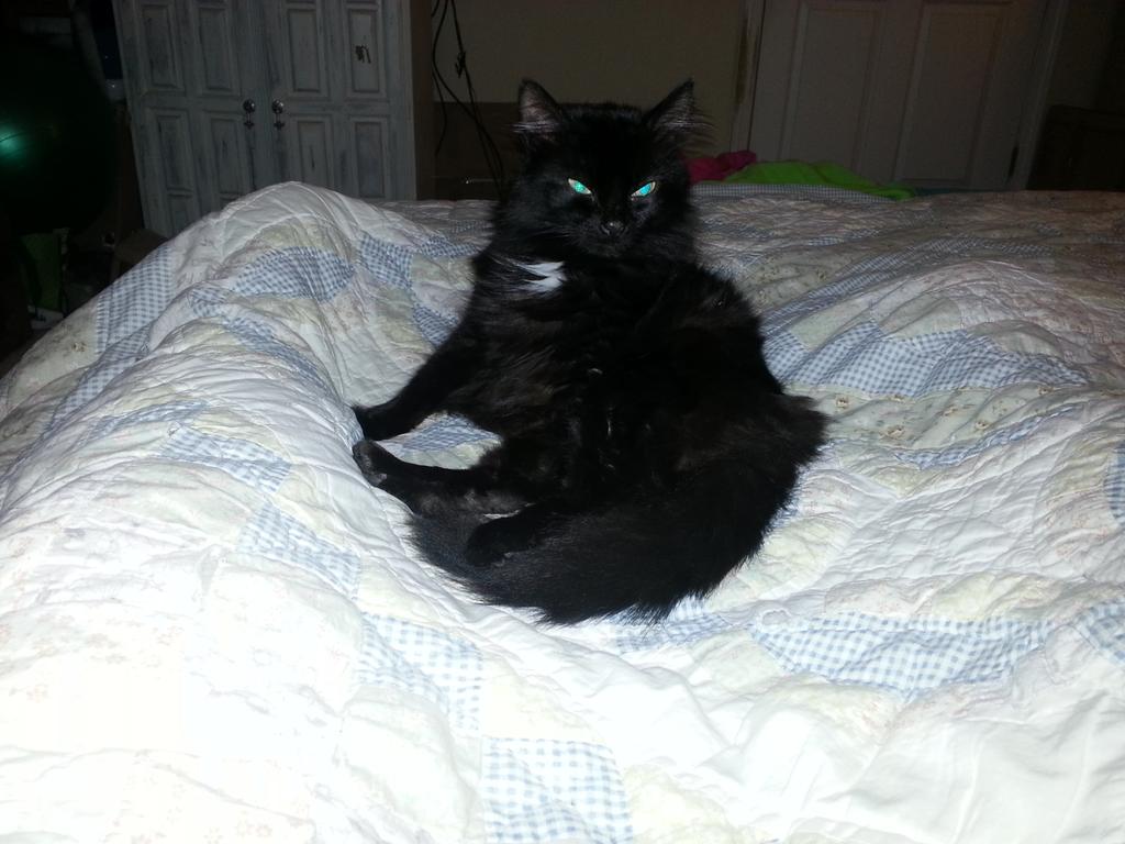 murphysmom's tweet photo. My Murphy, Eye in the dark's soul mate @wwwbigbaldhead #normanscat #InternationalCatDay http://t.co/Y4mguyBDP3