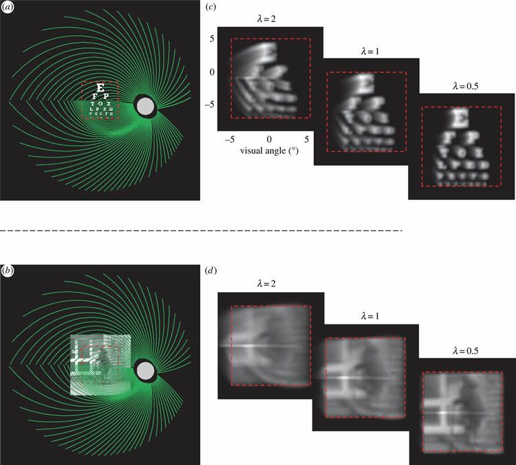 cdelancray's tweet photo. From "smart" medical #technology to #exponential progress: The "bionic eye" http://t.co/DSEWjoH3O1 cc @daniel_kraft http://t.co/kmeS6DwPjR
