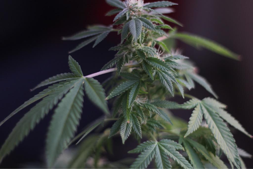 JonToivoProject's tweet image. #MedicalMarijuana #CBD #Concussions jontoivoproject.com/blog/medical-m…