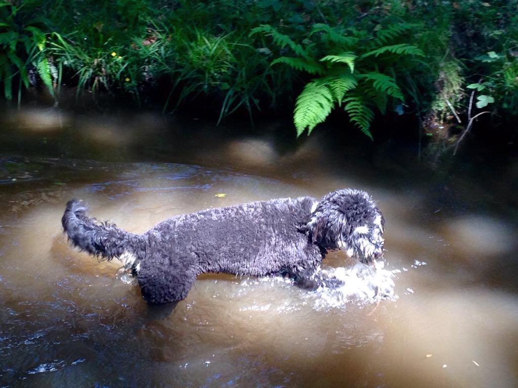 watersidedogs tweet picture