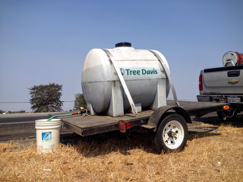 TreeDavis's tweet image. The poet asks, "What is so rare as a day in June?" Well, a fine August morning, watering seedlings on Highway 113.