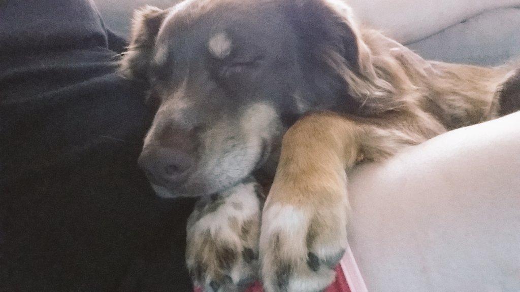 Sarina_Aleida's tweet photo. These are the #dogdays of summer. Meet Stella, my little  #aussie. http://t.co/1DNDqbplAg