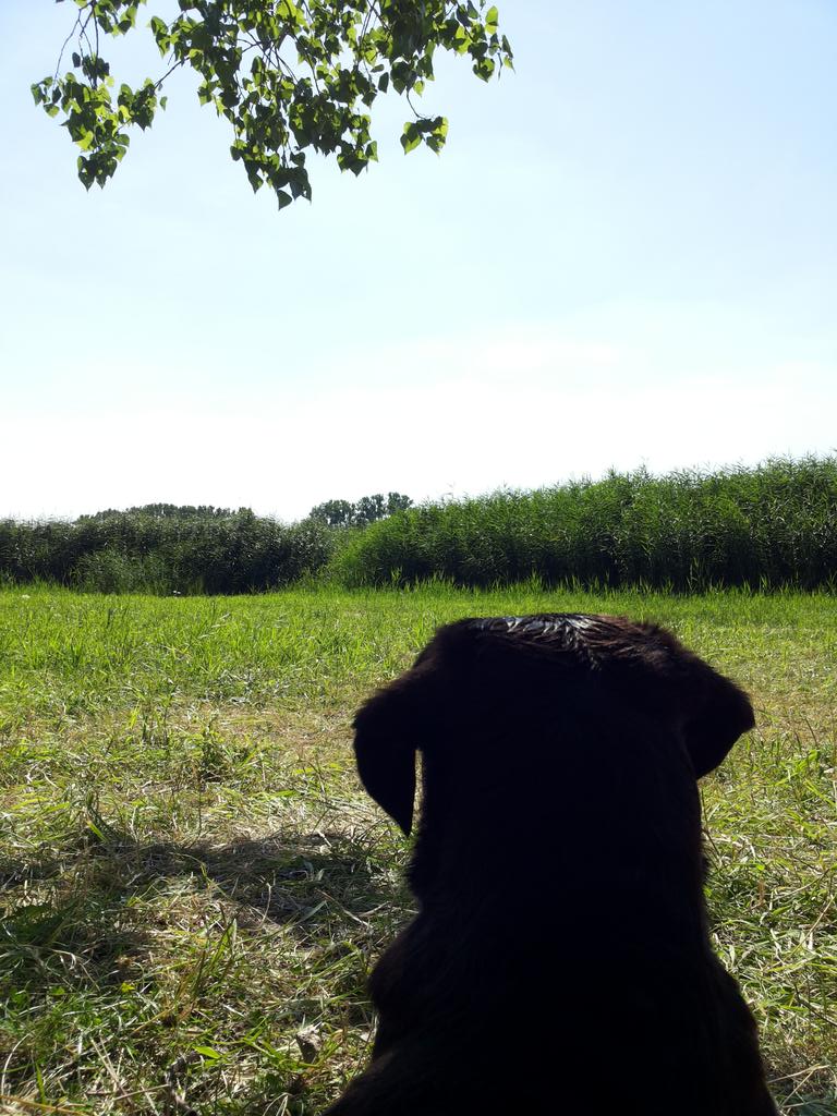 Gäbe es doch nur viel viel mehr solcher tollen Tage zusammen mit meinen Zweibeinern! ♥