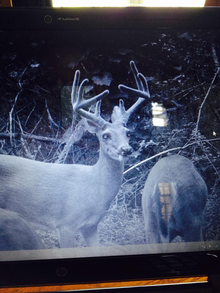 ETnHeadHunters's tweet photo. Backyard Buck! #deer #hunting #deerhunting http://t.co/rGlXiWVkwF