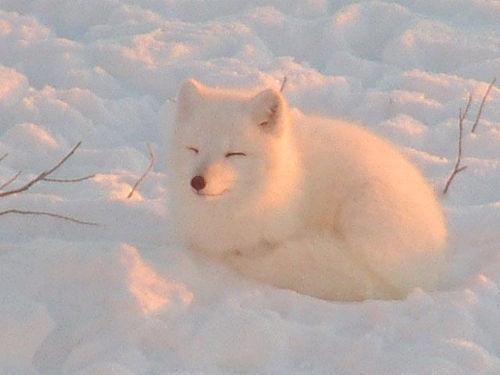 ALoyalSting's tweet photo. @Arctic_Selene "cool!" http://t.co/bxz90SeYcU
