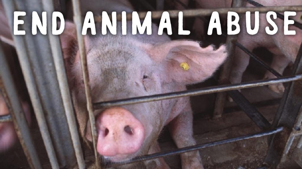 Matt_Dominguez's tweet image. #MyMissionIs to end animal abuse before I die!!! 

RT if that's your mission too