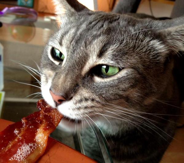 EpicMealTime's tweet photo. Happy #InternationalCatDay! http://t.co/w1EArIL10V