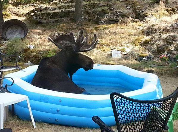 CBCNews's tweet photo. Facebook user Newfoundland Glassman shared this amoosing photo with @CBCNL. Only in Canada, eh? http://t.co/LTqK9XEsgT