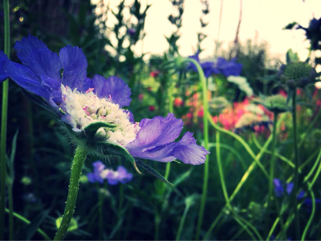 pratkinspics's tweet photo. today was a sunny and colourful day with nature happy to be human http://t.co/t7RevI7g5x