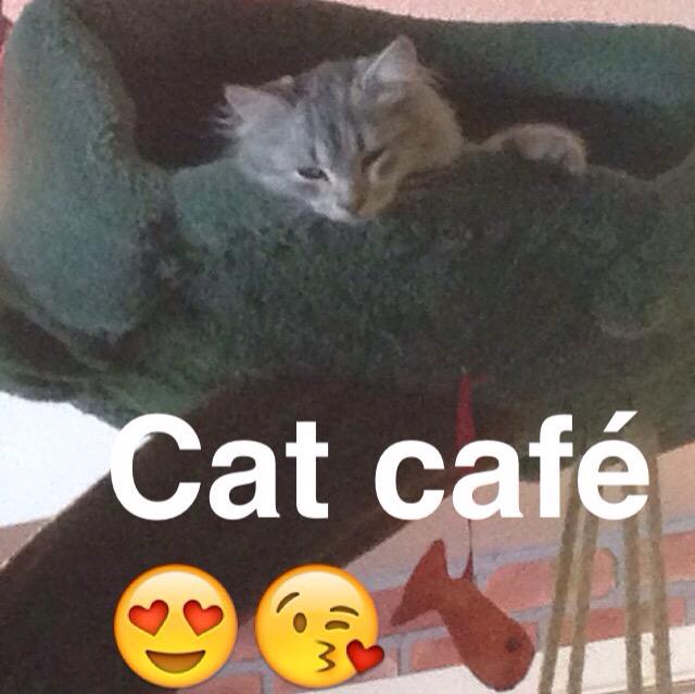 pbbeaulieu's tweet photo. Cat café 💕💕 http://t.co/P7LoWKzyRA