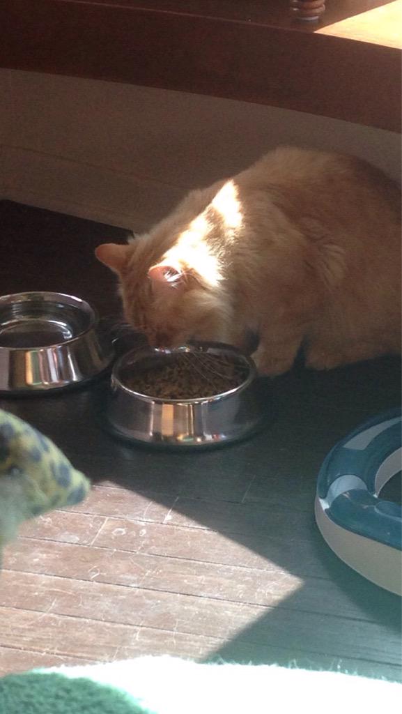 pbbeaulieu's tweet photo. Cat café 💕💕 http://t.co/P7LoWKzyRA
