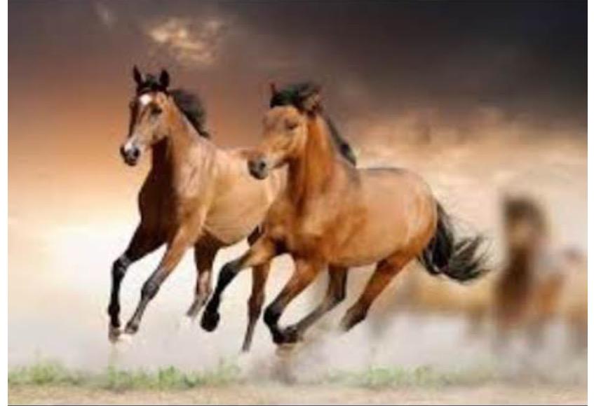 #justice4horses #justice4mustangs @RepChrisStewart @OrrinHatch