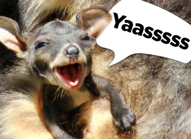 BuzzFeedOz's tweet image. This Joey Just Popped Out Of Her Mother’s Pouch And Is So Excited To Be Here
buzzfeed.com/deannye/yaaaas… via @Dean_Nye