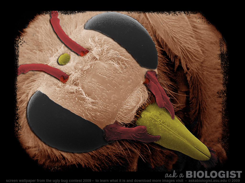 billyrayanus's tweet photo. this what a foetus look like at 90 Weeks,,,how Dare you abourt this Amazing h umancreature,,, #prolife #killallbees http://t.co/Ce1CsudIDo