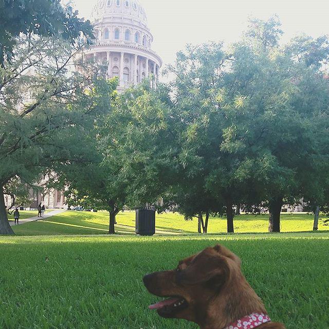 InstAustinTX's tweet image. Tree Ninja (AKA Squirrel) watching. #WeekendInAustin #RoadTrip #PeeingOnTheCapitol #Renn #… ift.tt/1Mi1ekg