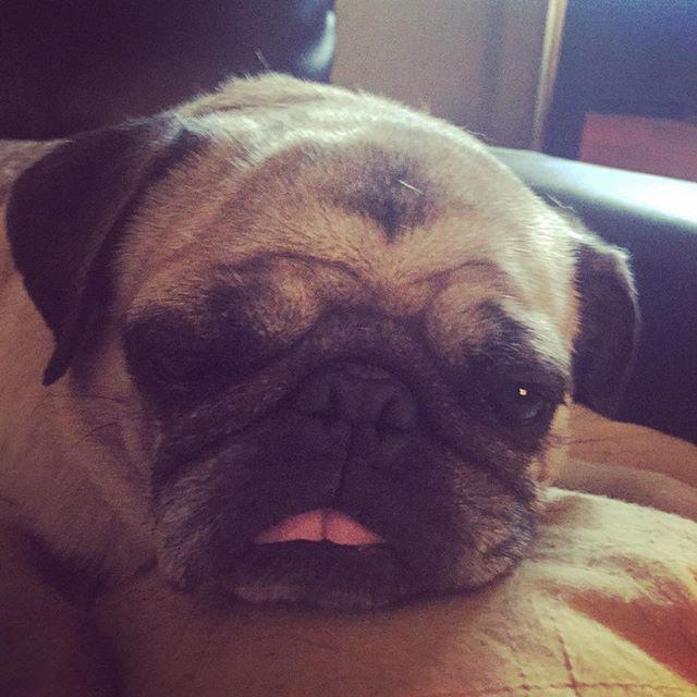 LizAbbott3's tweet image. Sleepy Nella! #pug #puglife #adoptapug ift.tt/1IuorLQ