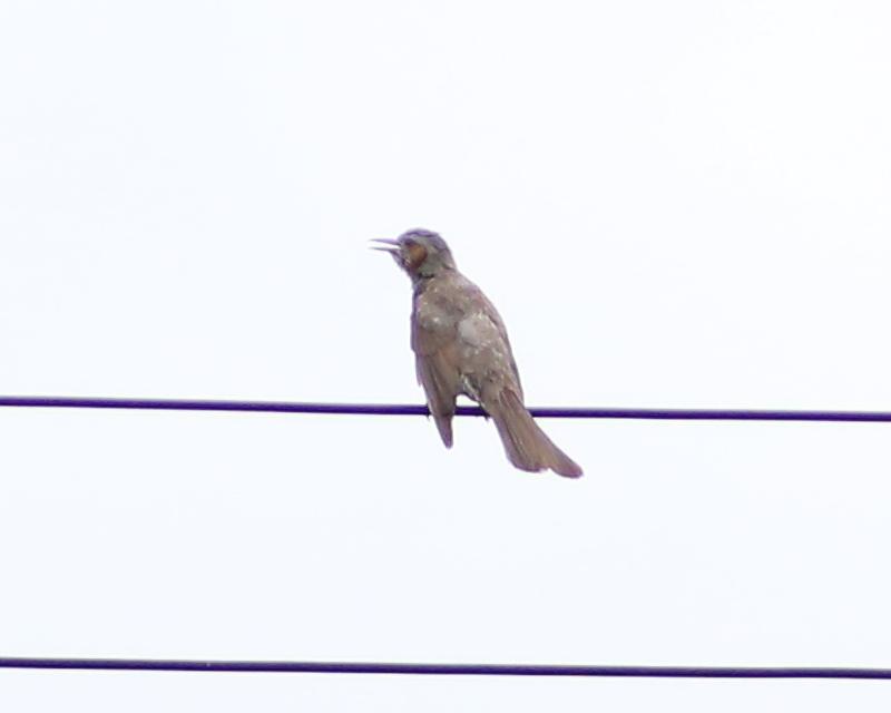 Hashtag この鳥は何の鳥 Auf Twitter