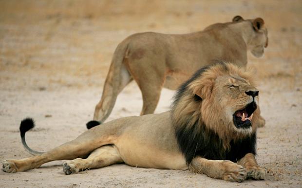 nzherald's tweet image. Cecil's cub reportedly killed by rival male lion.

nzherald.co.nz/world/news/art…