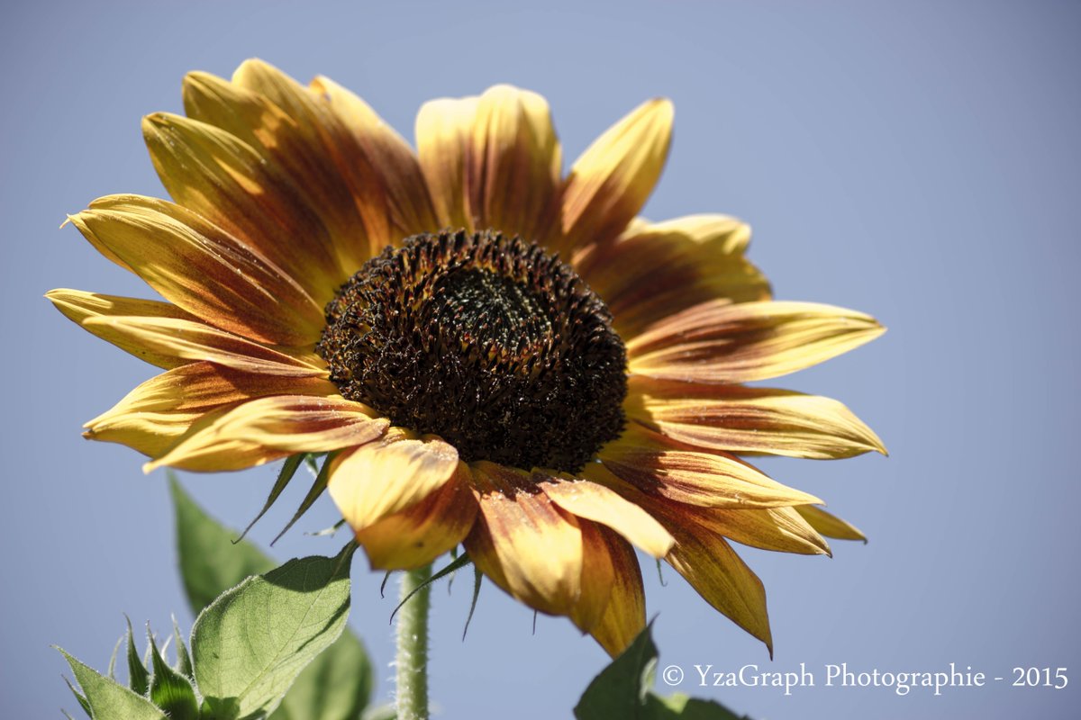 Yza_Graph's tweet image. La nature dit toujours quelque chose.
@N_Hulot