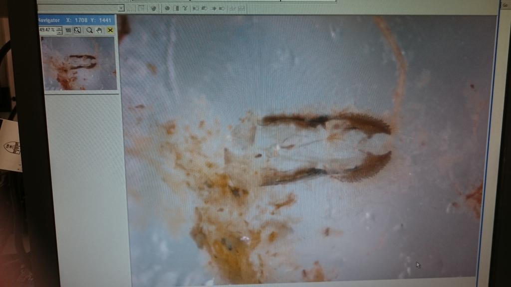 jo_ocock's tweet photo. What's my #tadpole been eating... Anyone know what invert this belongs to? #gutcontent @terngirl @ManuSaunders http://t.co/pSPOIv3j76