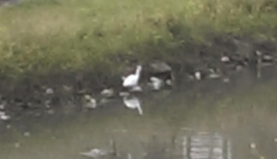 FOKCreek's tweet photo. Heron near CSL Parkville. Inner city waterways are still very relevant to wildlife http://t.co/0QvtkxhNnZ