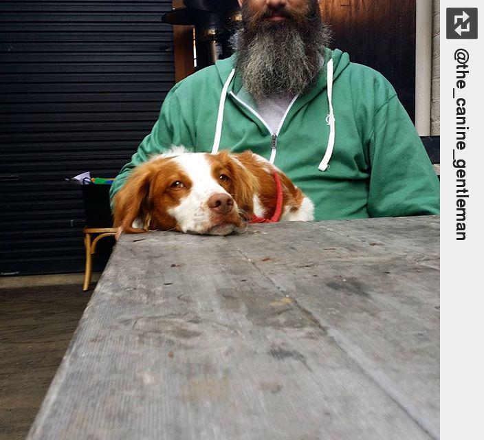 IngloriousDogs's tweet image. Being a lapdog while waiting for bacon. 🐶🎩 #thecaninegentleman #dogbutler #WeeklyFluff #puppylove #ingloriousdogs