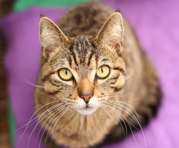 Ambulance_Oss's tweet photo. VERMIST 6 augustus: Tijger, een 1½ jaar oude, cypers grijze ex-kater. Omgeving Leygraafhof #Oss. @Iedereenuitoss http://t.co/8Q9NLQUqRq