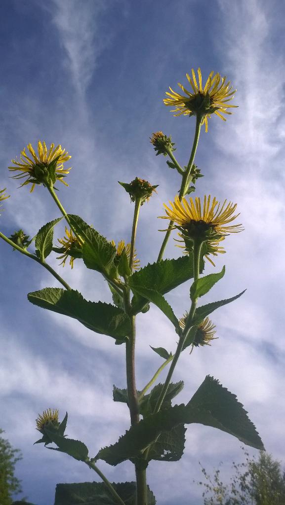 SeijaPaasonen's tweet photo. Kaksi kohti #yläpilviä kurottelevaa: #isohirvenjuuri ja #kärhö #MadameleCoultre. #cirrus #InulaHelenium #clematis http://t.co/3o4tD3ATDv
